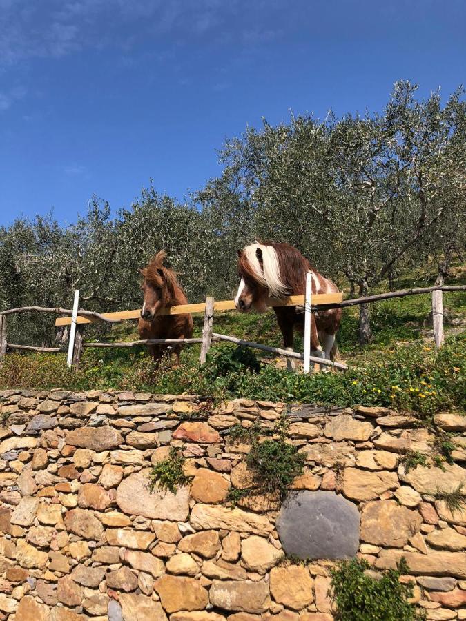 Olive House Tuscany - Zona Pisa Calci Extérieur photo