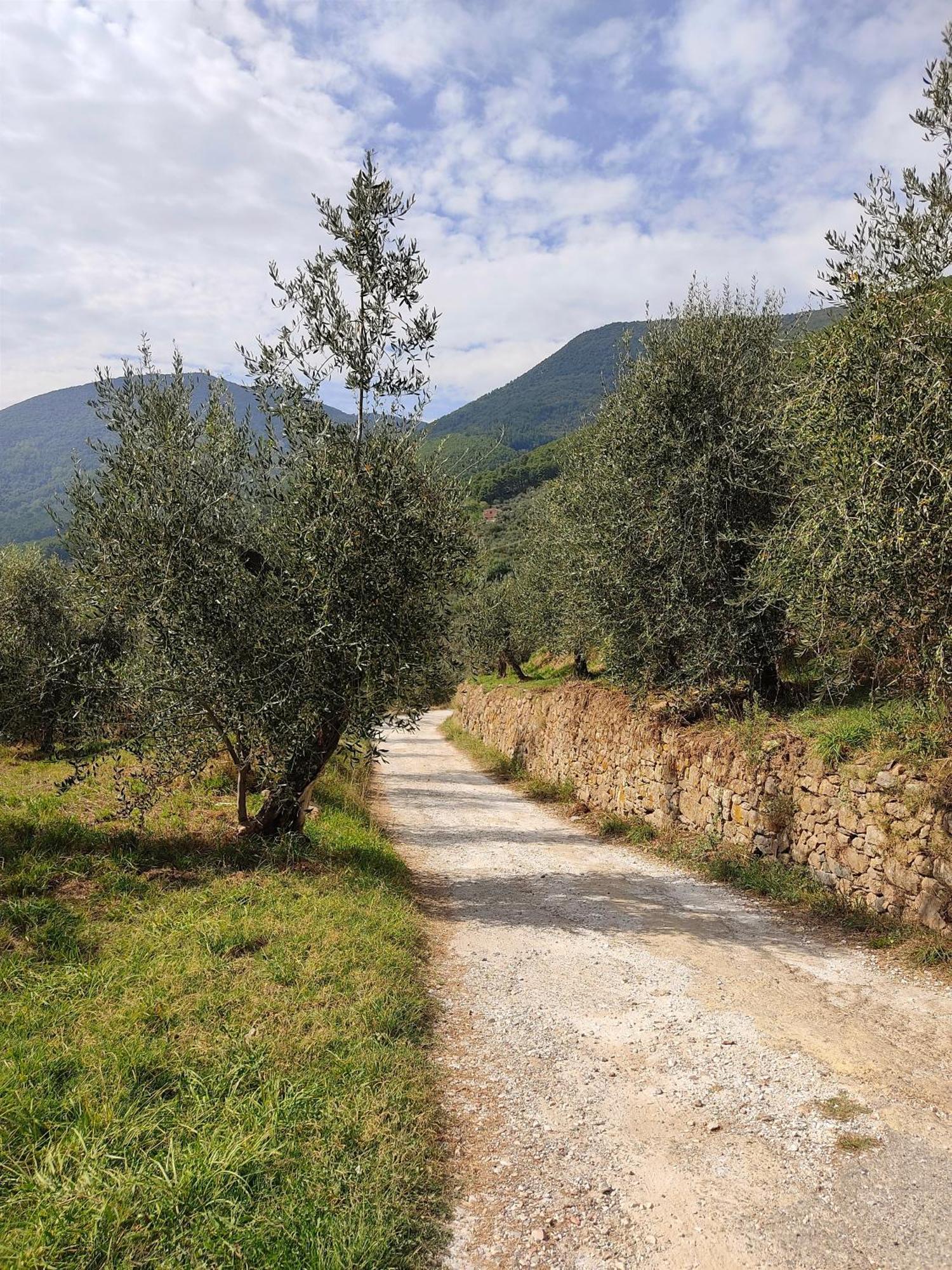 Olive House Tuscany - Zona Pisa Calci Extérieur photo